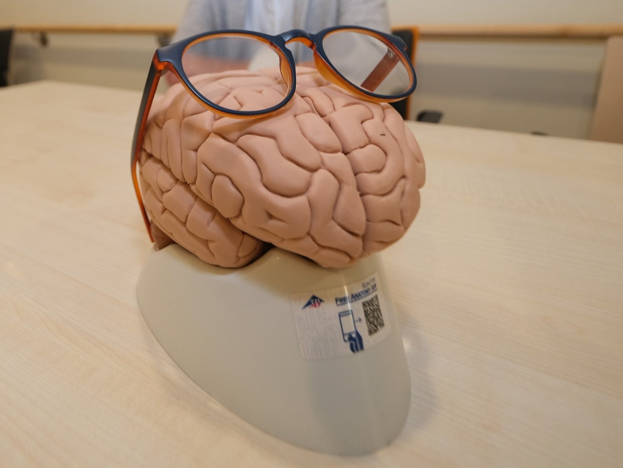 Gehirnmodell mit Brille, Northeim