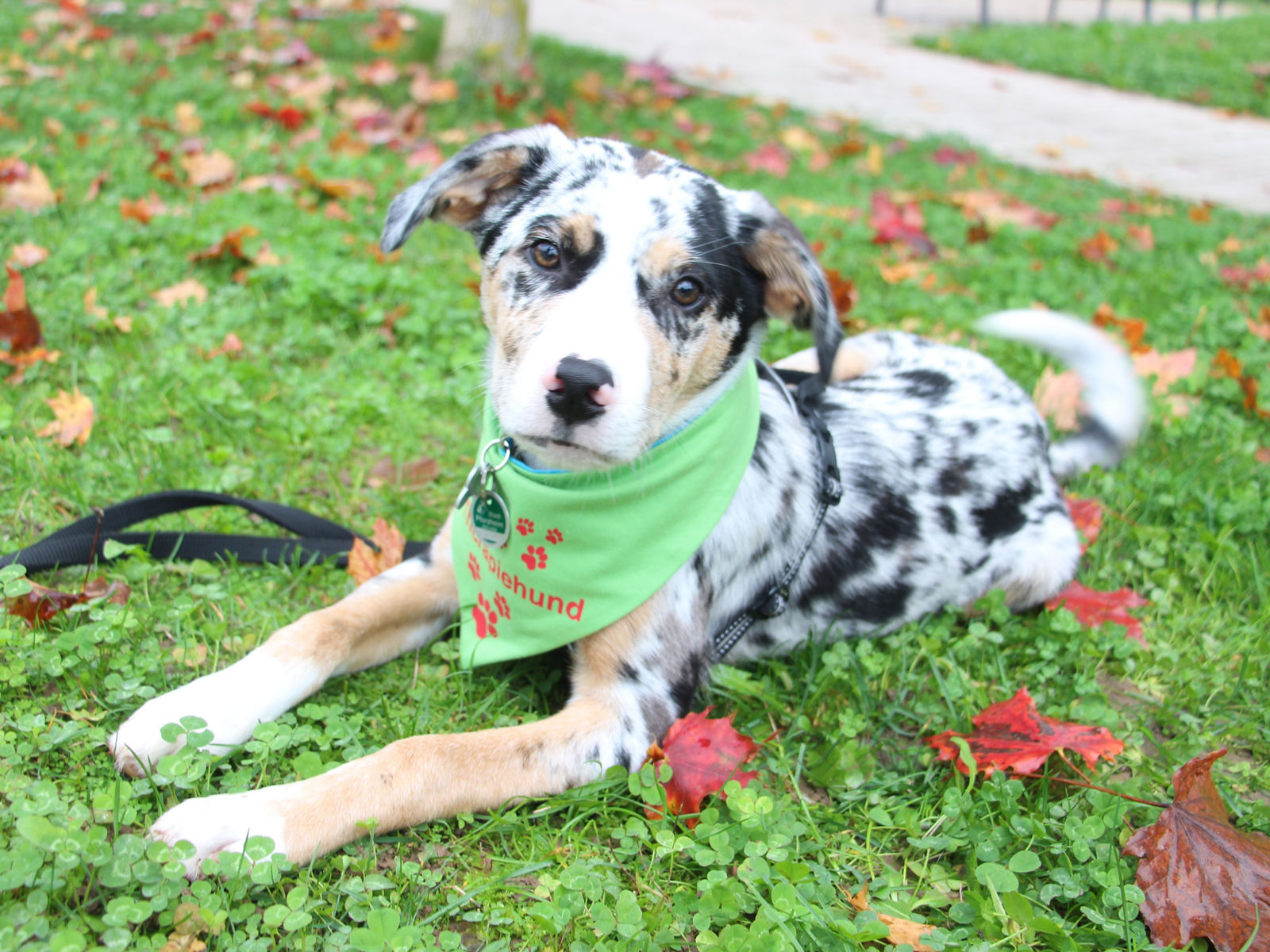 Tierische Verstärkung für die Ergotherapie
