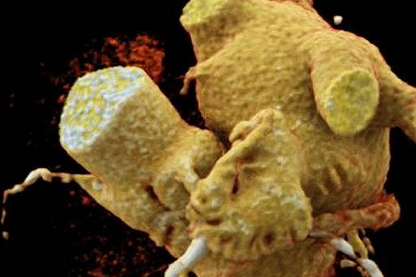 LAA-VRT (Foto: Helios)