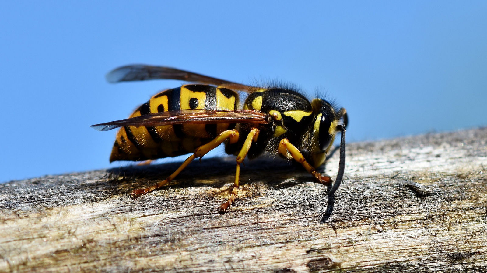 Die gestreifte Gefahr: Was tun bei einer Insektengiftallergie?