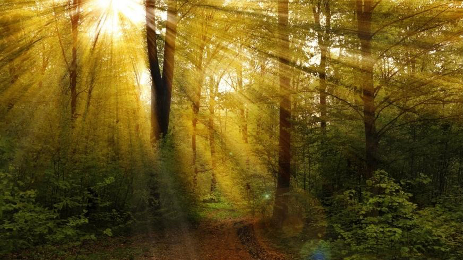 Heute schon im Wald gebadet?