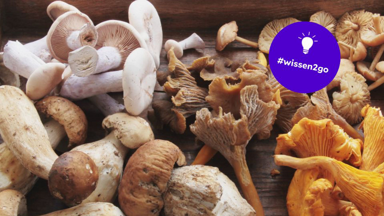 Pilze essen, zum Glückspilz werden