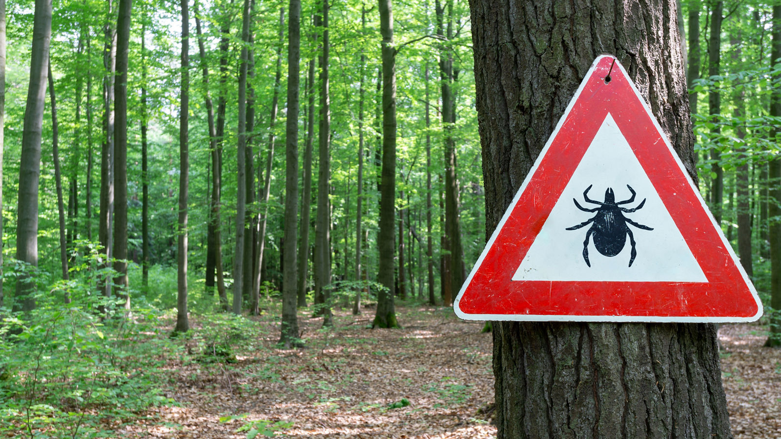 tick insect warning sign in forest