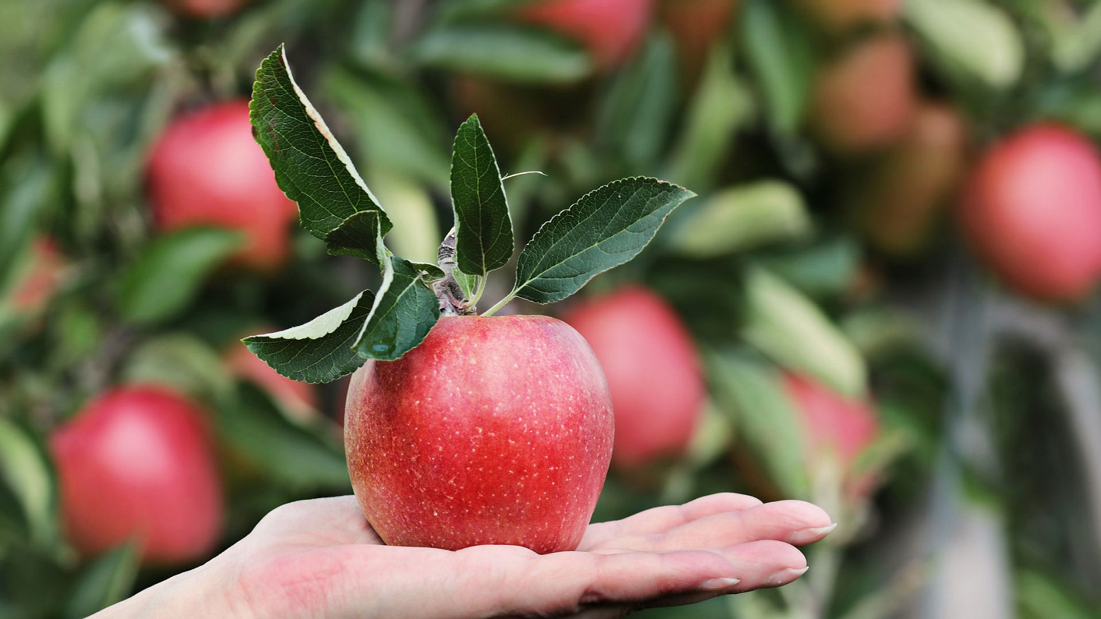 An apple a day keeps the doctor away....