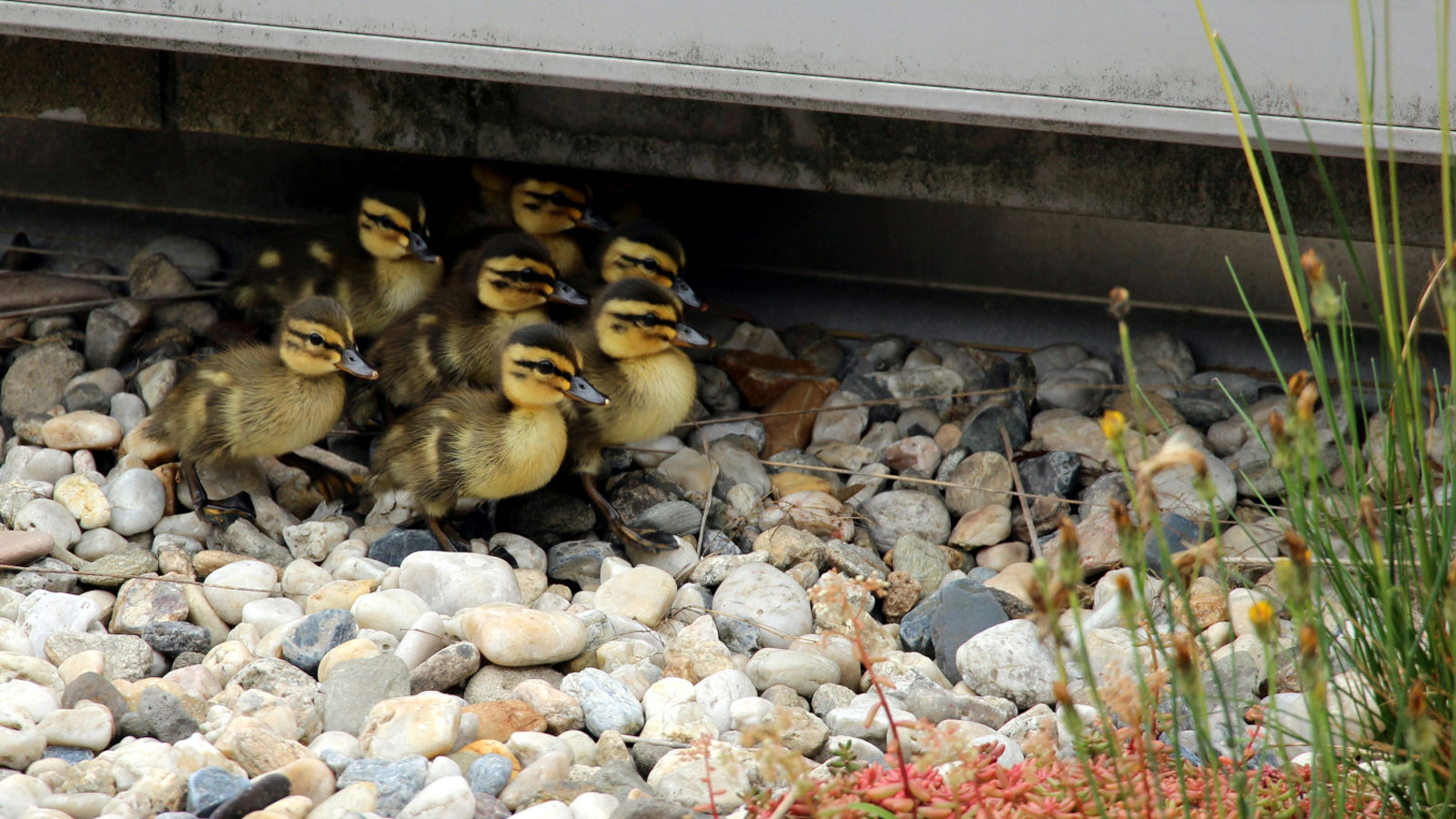 Entenküken finden dank Feuerwehr und Tierfreund ein neues Zuhause