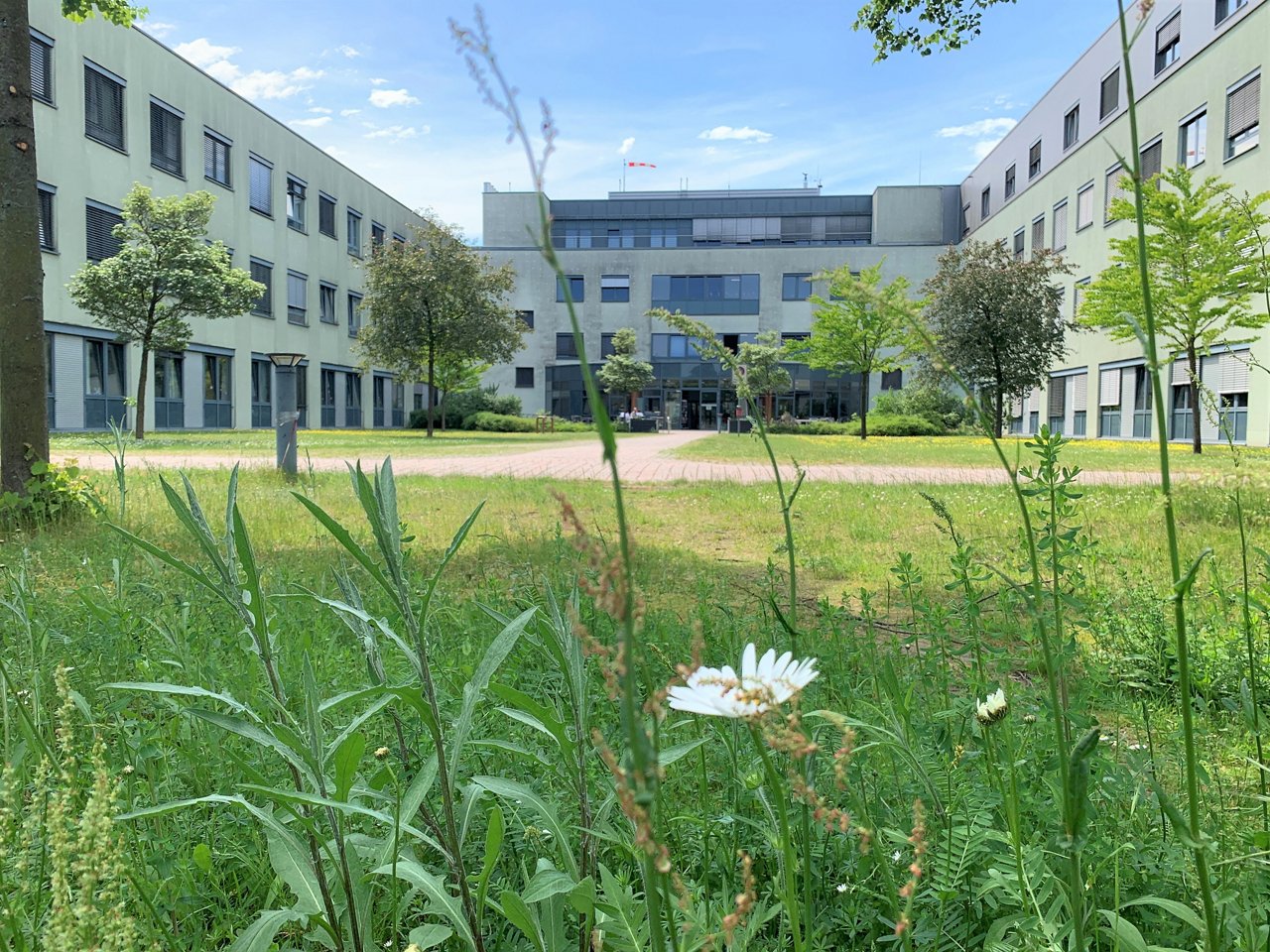 Blumenwiese Nachhaltigkeit Klinik Nienburg