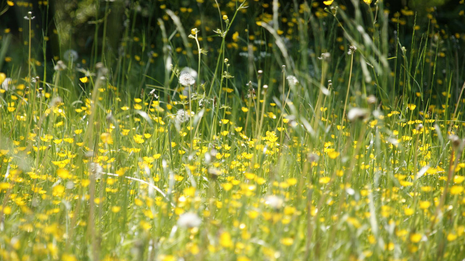 Mit dem Frühling beginnt das große Niesen