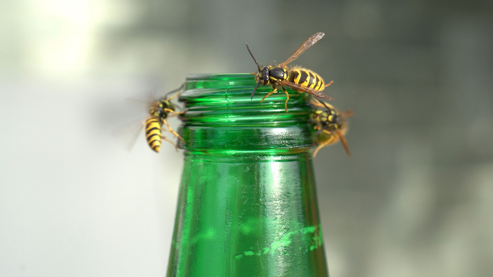 Sommerzeit ist Wespenzeit