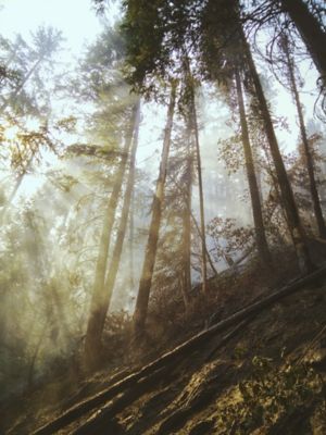 image of tall pine trees filtering sunlight