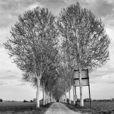 Viale alberato fotografia di un utente