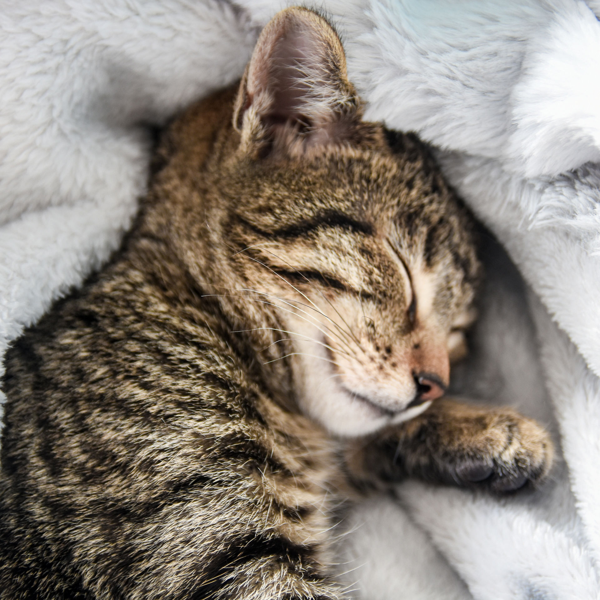 gato durmiendo en la cama