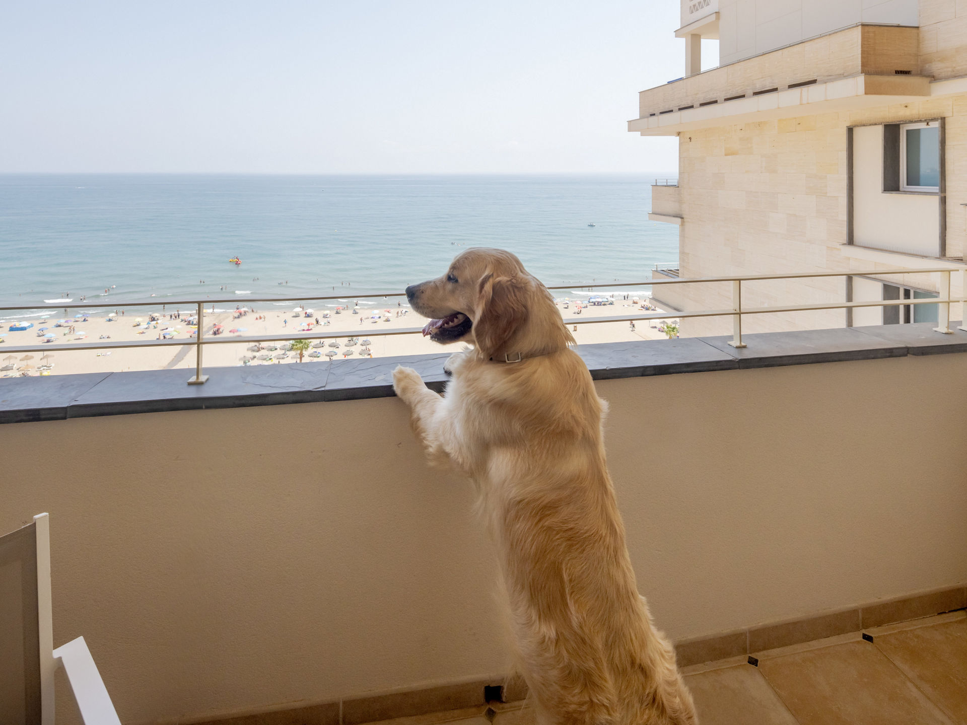 golden mirando al mar