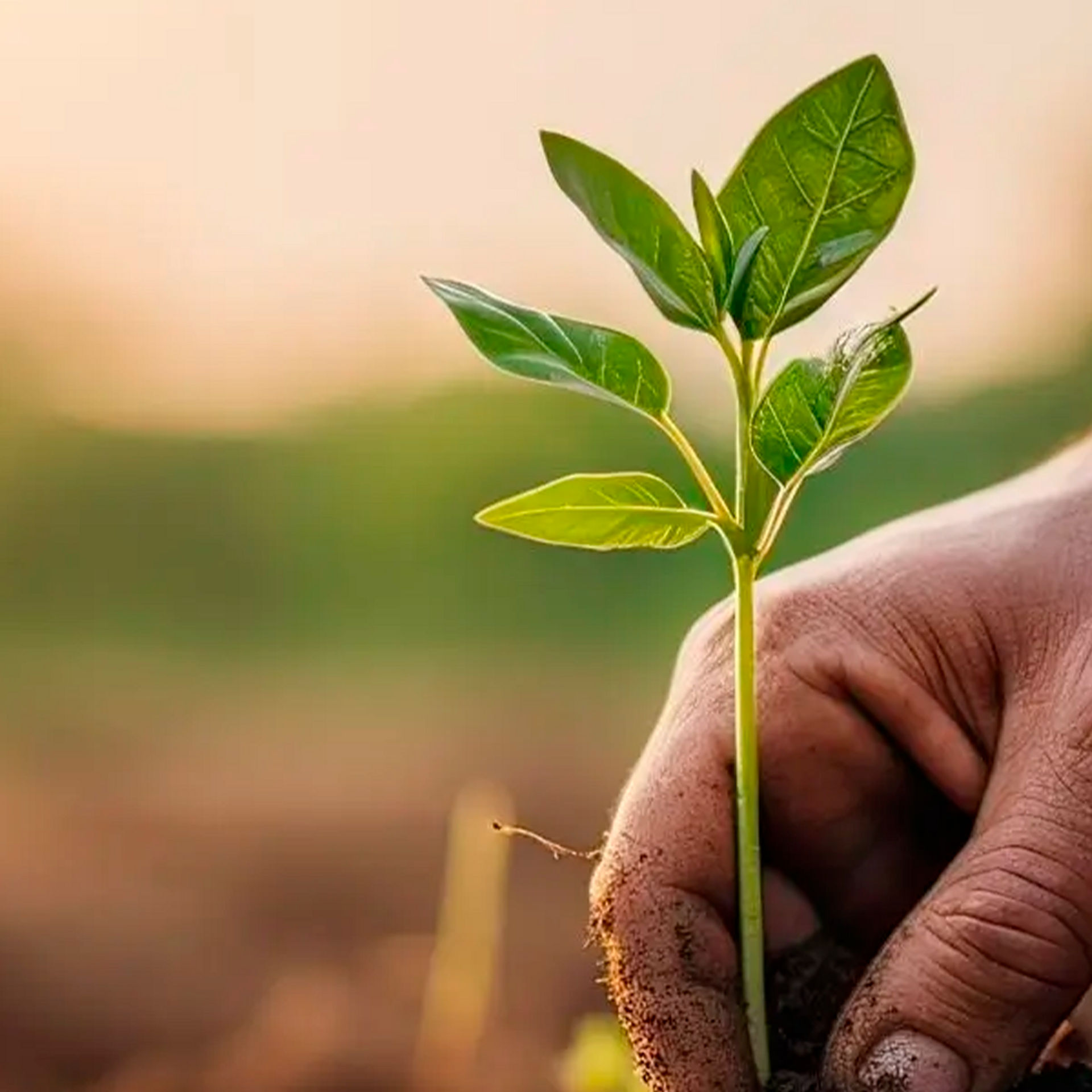 plantando una hoja