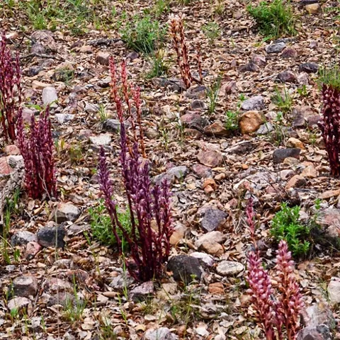 Plantas silvestres de tonos rojizos sobre suelo pedregoso