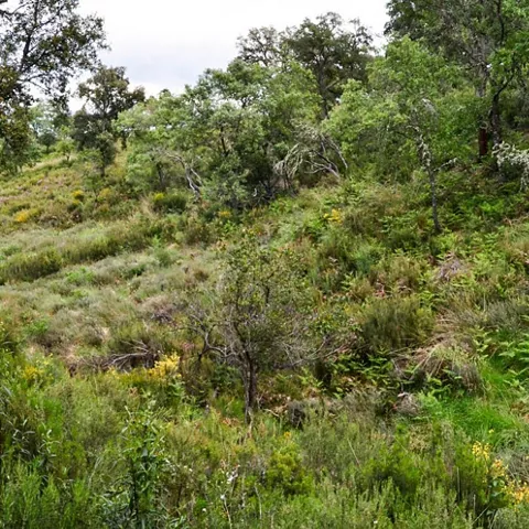 Paisaje de monte mediterráneo con matorral y arbolado disperso