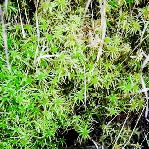 Detalle de musgo verde en ambiente húmedo