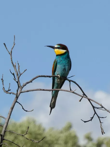 Terrileza, en Terrinches