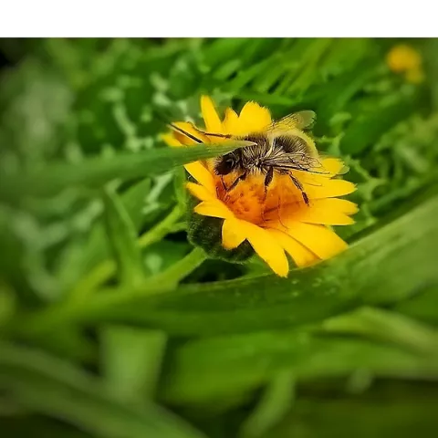 Naturaleza en la Laguna Navaseca Daimiel