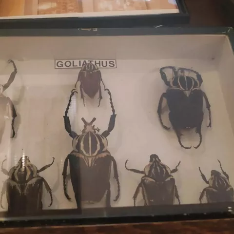 Museo de Ciencias Naturales AVAN en Viso del Marqués