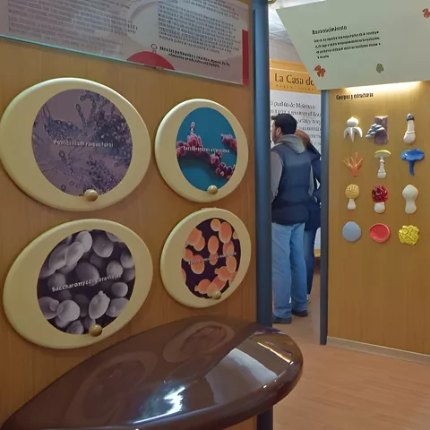 Museo del Níscalo de Molinicos