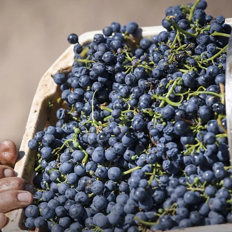 Pago Casa del Blanco, vinos singulares