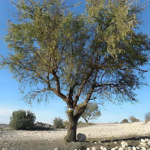 Ruta senderista-PR-AB06 en el Júcar