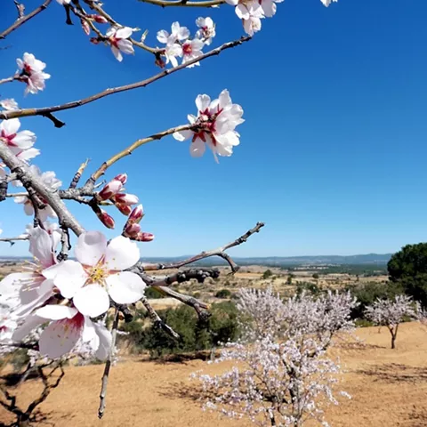 Almendros en flor en un paisaje rural abierto.