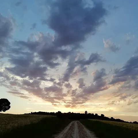 Camino rural entre campos al atardecer.