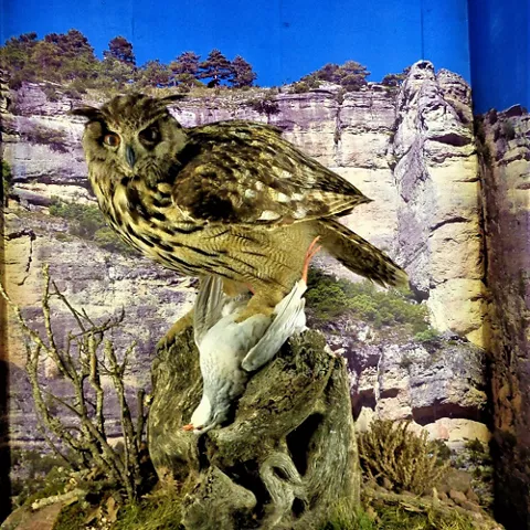 Búho disecado sobre tronco.