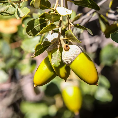 Primer plano de bellotas verdes en una rama