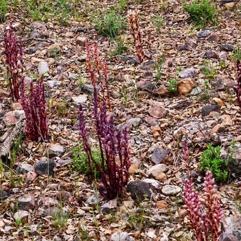Plantas silvestres de tonos rojizos sobre suelo pedregoso