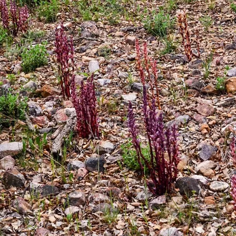Plantas silvestres de tonos rojizos sobre suelo pedregoso