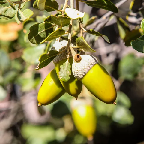 Primer plano de bellotas verdes en una rama