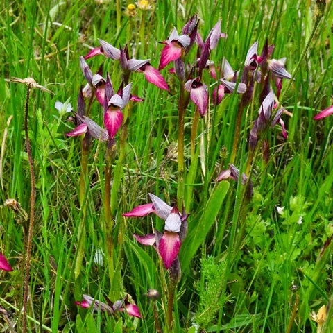 Flores silvestres de tonos rosados en pradera verde
