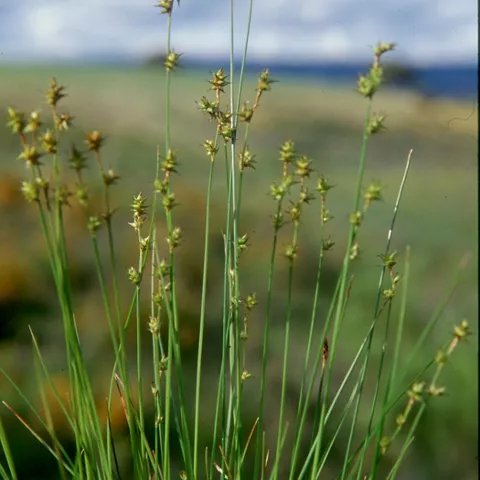 Planta herbácea de tallos finos en humedal natural