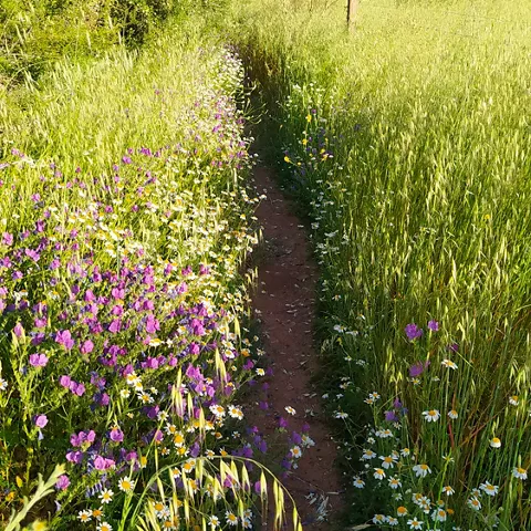Sendero estrecho entre flores silvestres y hierba alta