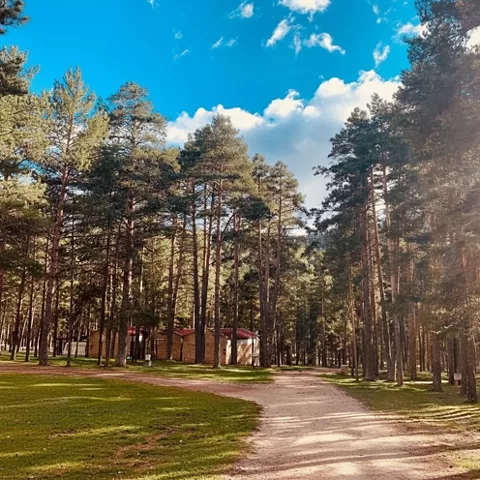 Camping rodeado de bosque de coníferas.