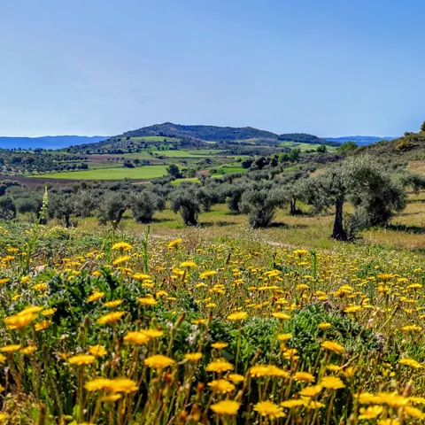 Pradera florida con olivos dispersos y montes al fondo