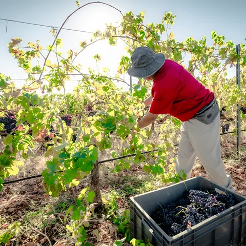 Vendimia manual recogiendo uvas en el viñedo