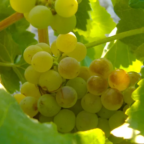 Racimo de uvas blancas en la vid