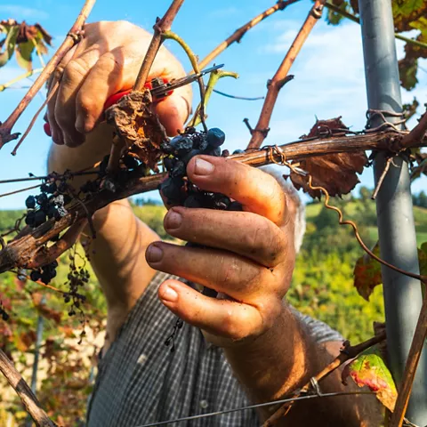 Poda de la vid en el campo