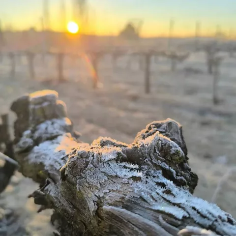 Tronco de vid con escarcha al amanecer en el viñedo.