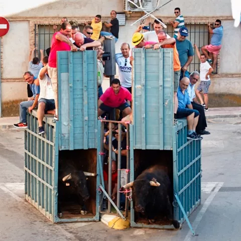 Salida de toros desde cajones con público alrededor