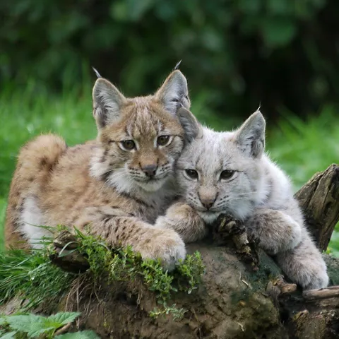 Dos cachorros de lince descansando sobre un tronco