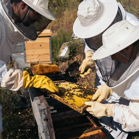 Apicultores revisando colmena tradicional.