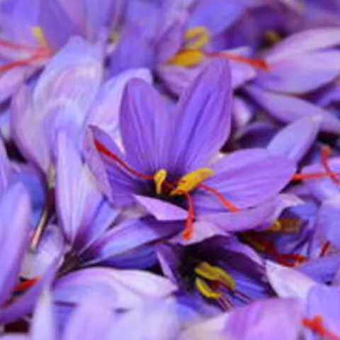 Primer plano de flores moradas con estigmas rojos y amarillos.