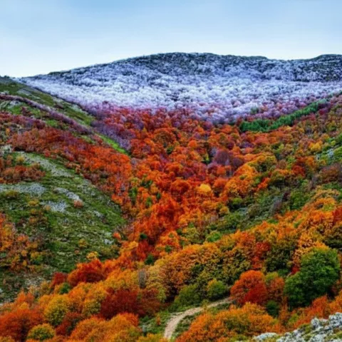 Valle cubierto de bosque con colores rojizos y verdes.