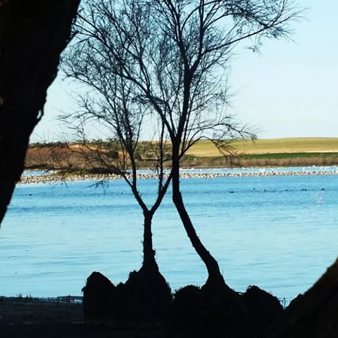 Vista de laguna enmarcada por árboles y orilla natural