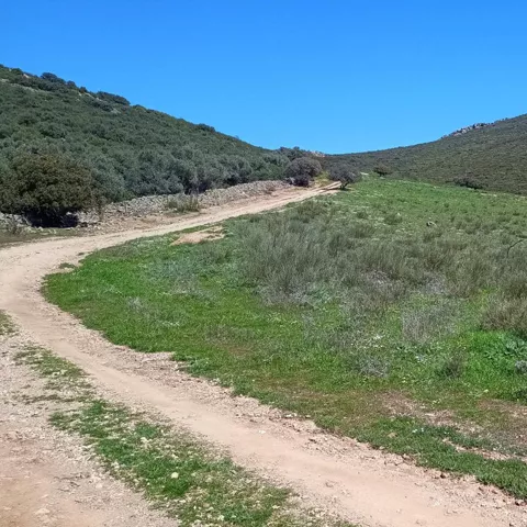 Camino de tierra entre colinas cubiertas de vegetación