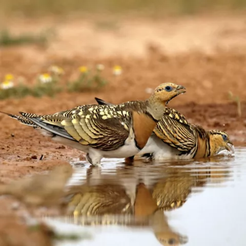 Pareja de aves bebiendo en charca natural